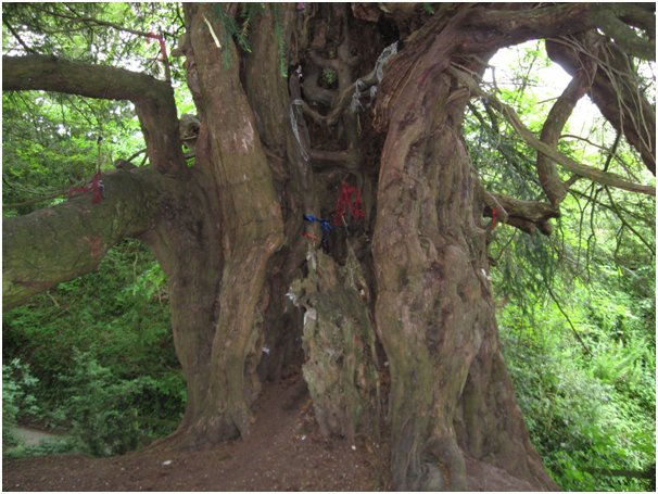 Tree in Shropshire