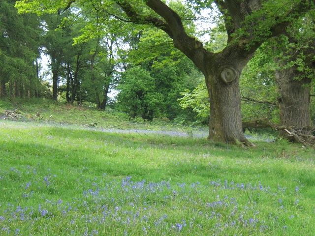 bluebells in spring