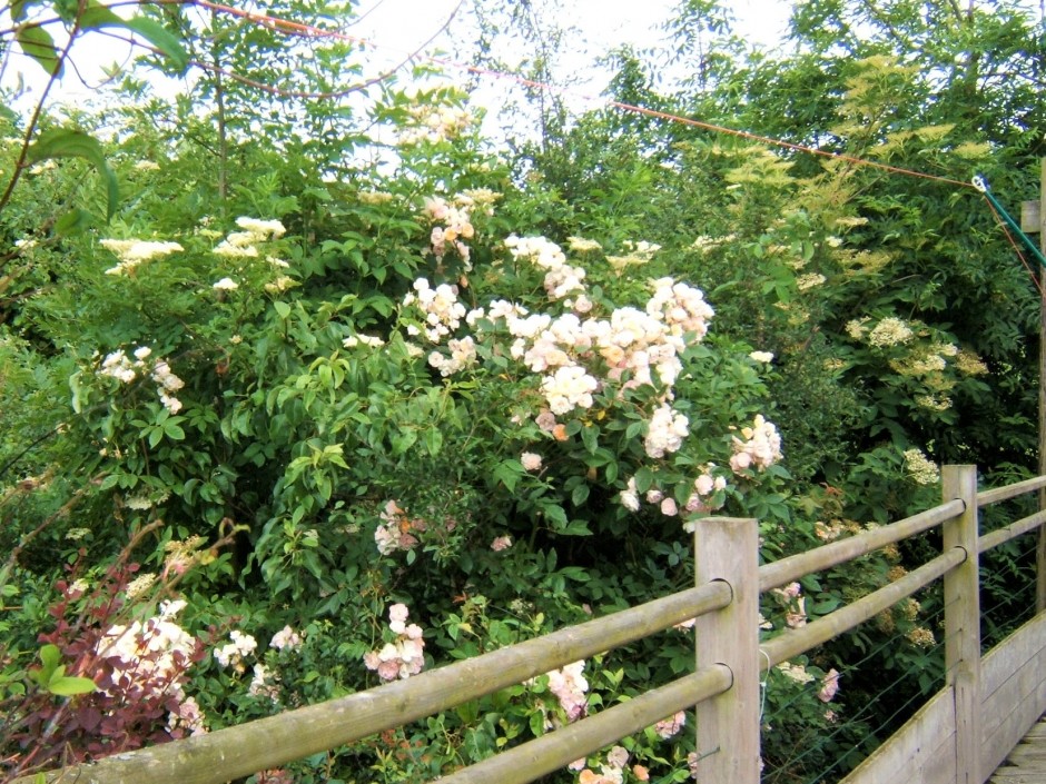Roses at Acorn Lodge