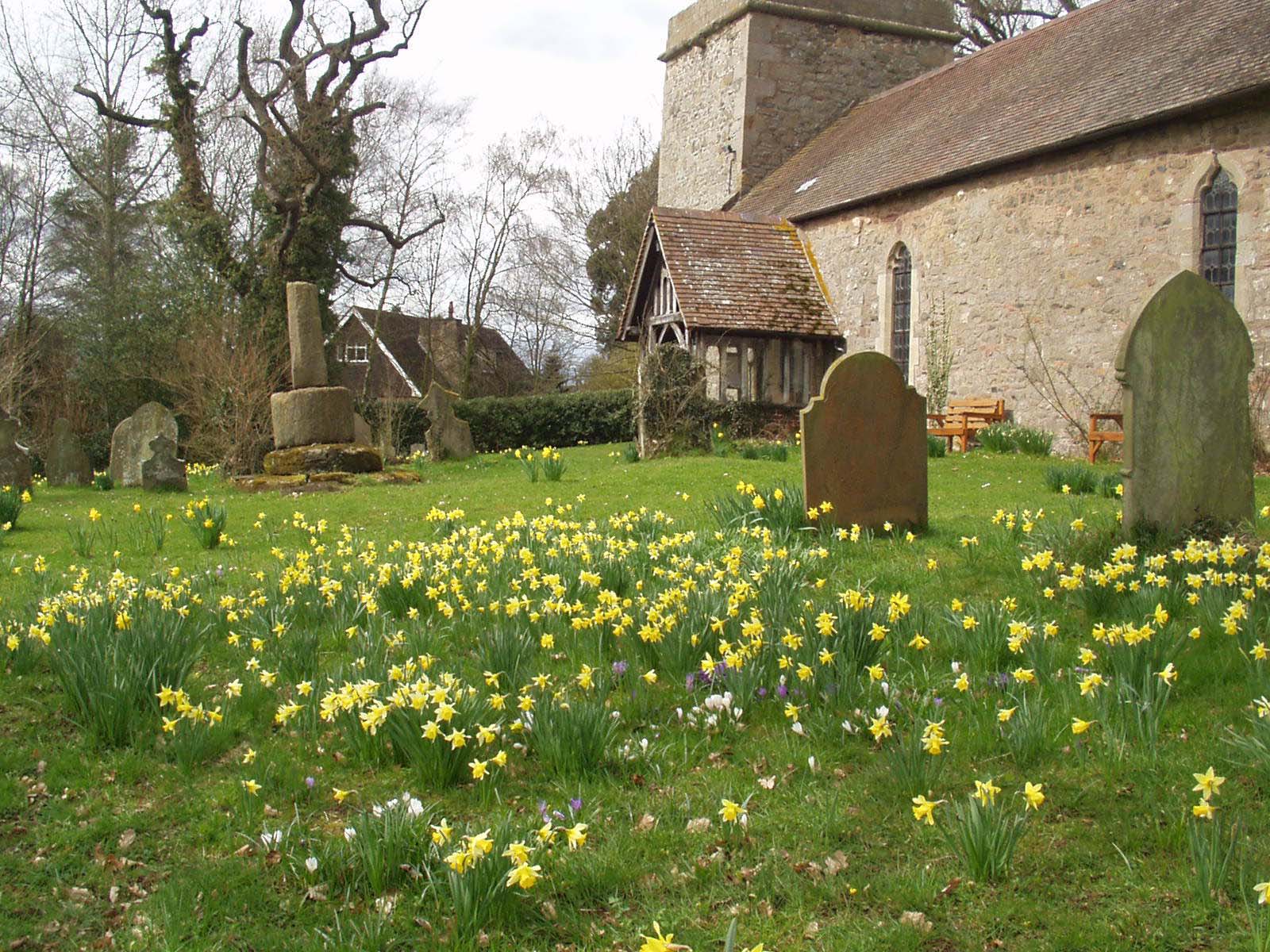 Whitton Church Daffodils